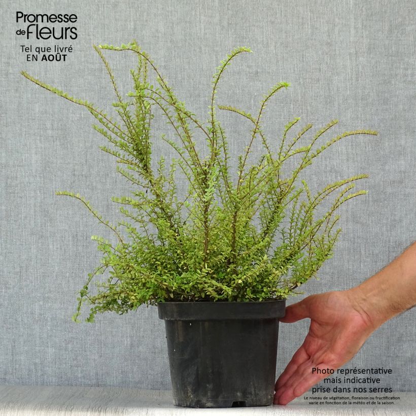 Exemplaar van Lonicera nitida Ernest Wilson - Chinese kamperfoelie Pot van 2 l/3 l zoals geleverd in de zomer