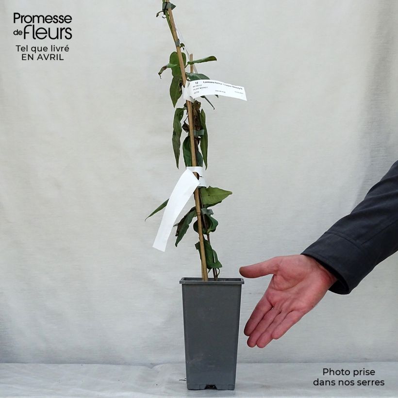 Exemplaar van Lonicera henryi Copper Beauty - Henry-kamperfoelie Pot van 2 l/3 l zoals geleverd in de lente