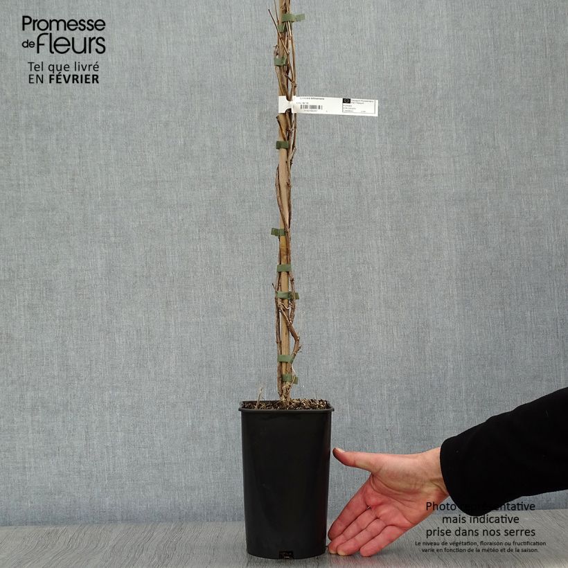 Example of Chèvrefeuille de Tellman - Lonicera tellmaniana Pot van 2 l/3 l as you get in hiver