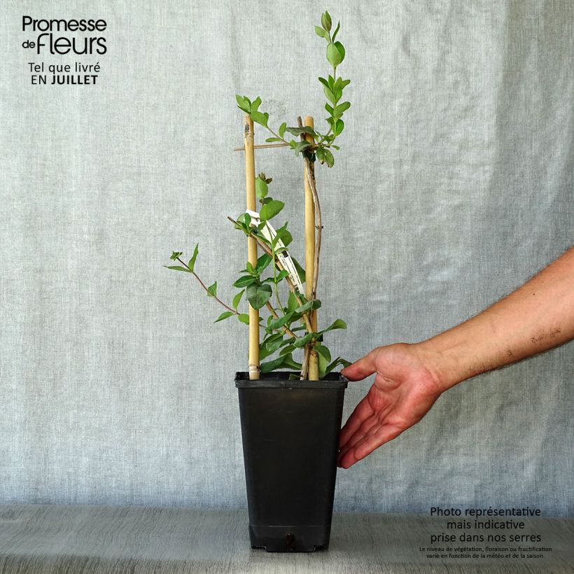 Exemplaar van Lonicera periclymenum Graham Thomas - Wilde kamperfoelie Pot van 2 l/3 l zoals geleverd in de zomer