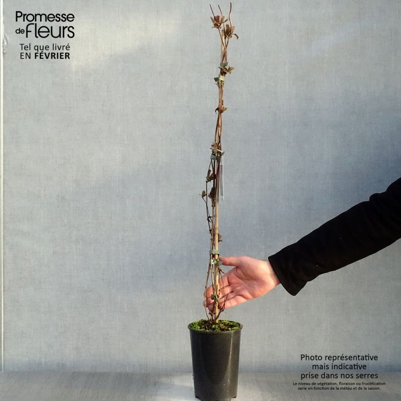 Example of Lonicera periclymenum Serotina - Wilde kamperfoelie Pot van 2 l/3 l as you get in hiver