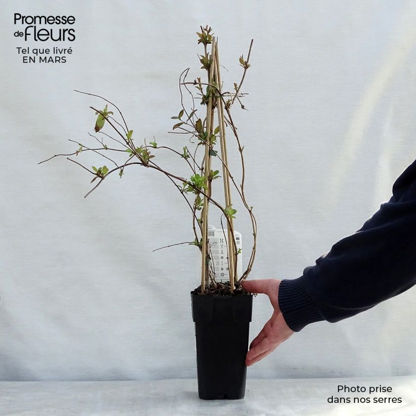 Exemplaar van Lonicera japonica Halliana - Japanse kamperfoelie Pot van 2 l/3 l zoals geleverd in de lente