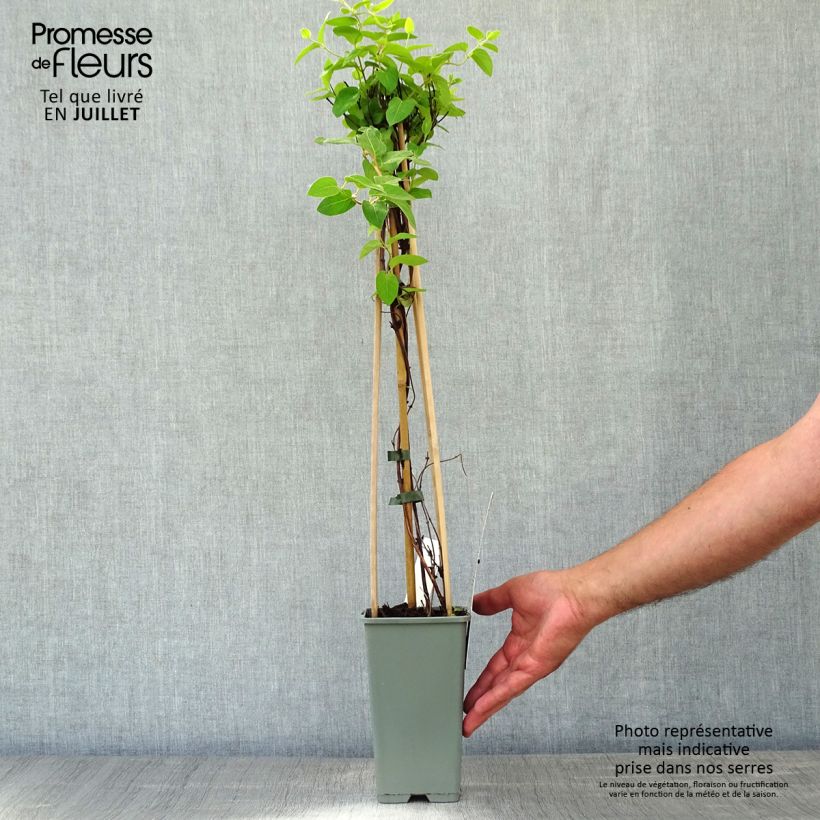Exemplaar van Lonicera japonica Halliana - Japanse kamperfoelie Pot van 2 l/3 l zoals geleverd in de zomer