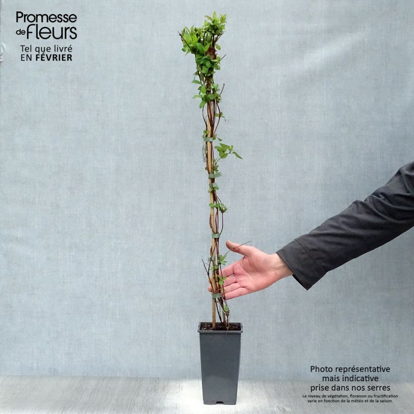 Example of Chèvrefeuille du Japon Halliana - Lonicera japonica Pot van 2 l/3 l as you get in hiver