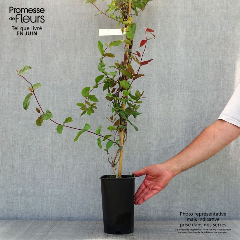 Exemplaar van Lonicera japonica Sinensis - Japanse kamperfoelie Pot van 2 l/3 l zoals geleverd in de lente