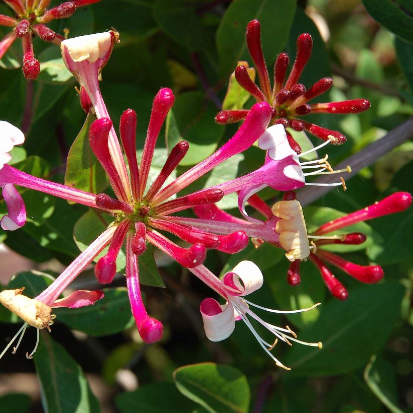 Lonicera japonica Red World - Japanse kamperfoelie (Flowering)