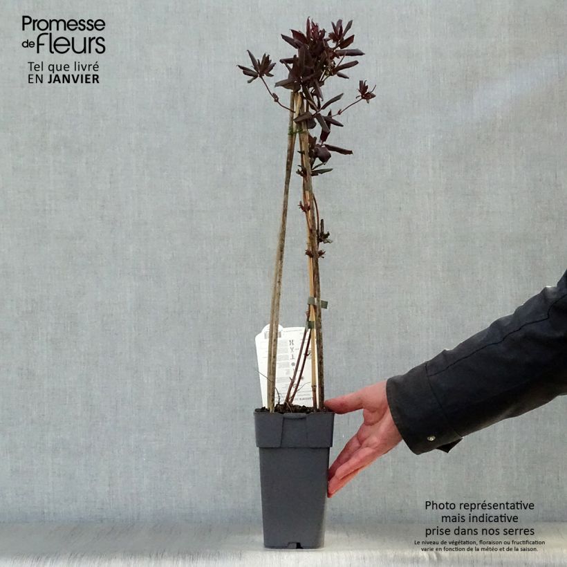 Example of Lonicera japonica Red World - Japanse kamperfoelie Pot van 2 l/3 l as you get in hiver