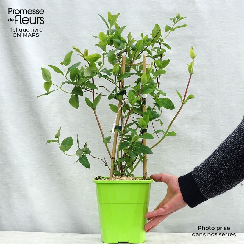Exemplaar van Lonicera japonica Sweet Isabel - Japanse kamperfoelie Pot van 3 l/4 l zoals geleverd in de winter