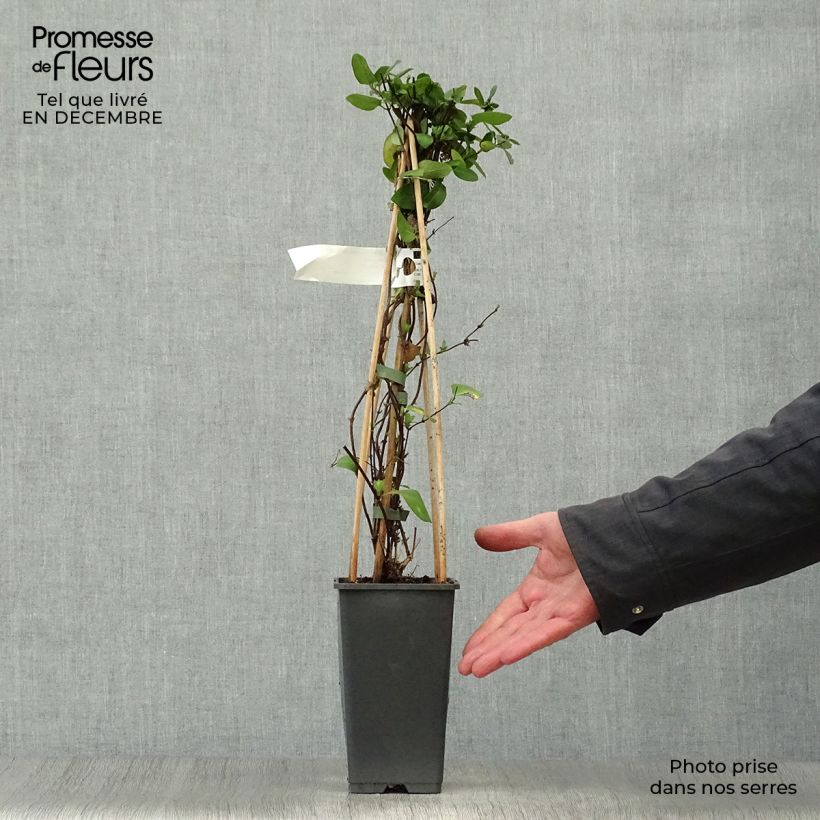 Example of Lonicera japonica Hall's Prolific - Japanse kamperfoelie Pot van 2 l/3 l as you get in hiver