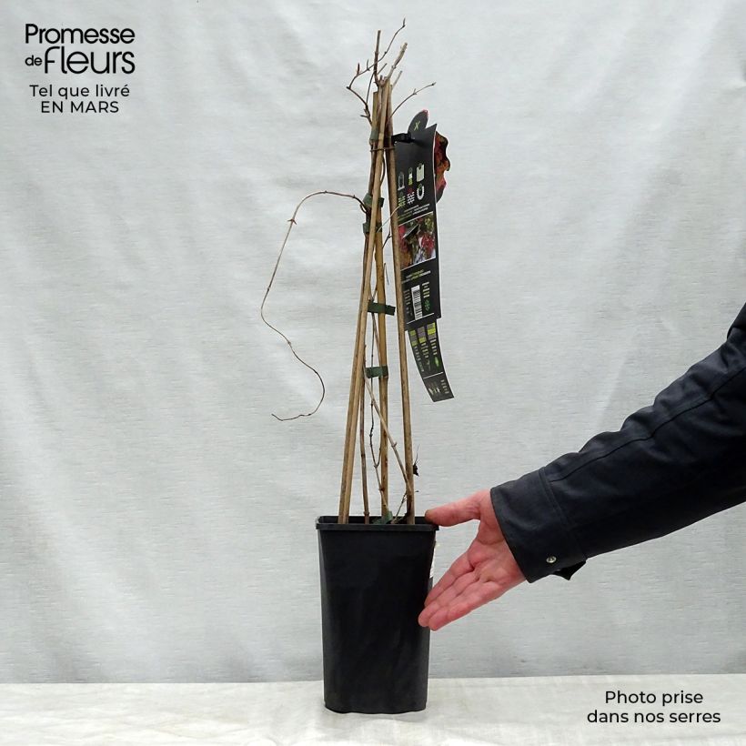 Exemplaar van Lonicera brownii Dropmore Scarlet - Kamperfoelie Pot van 1 l/1,5 l zoals geleverd in de lente