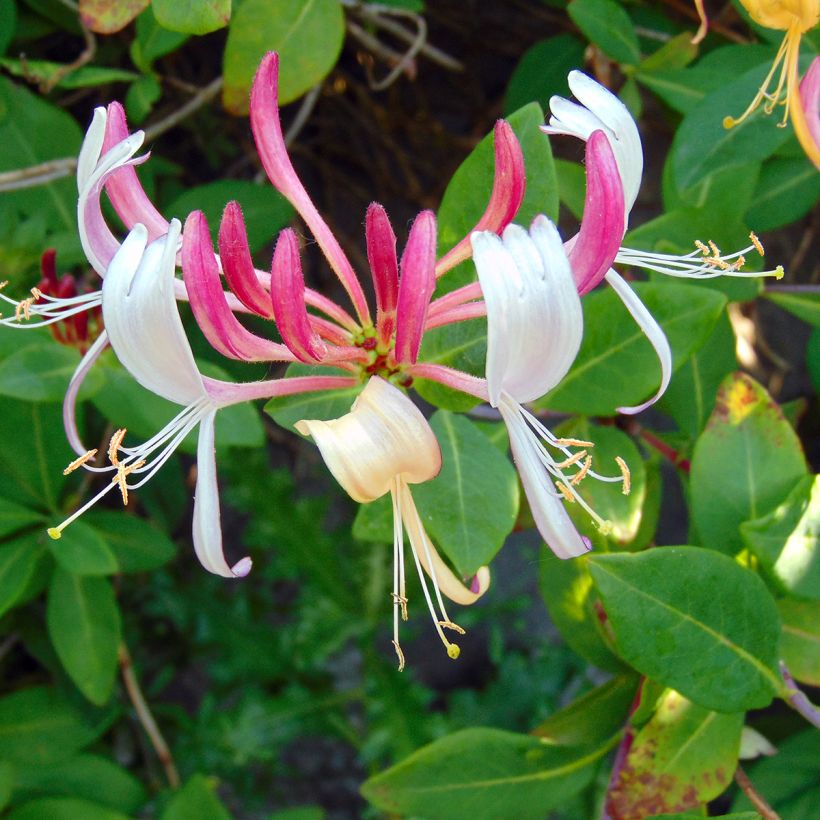 Lonicera Gold Flame - Kamperfoelie (Flowering)