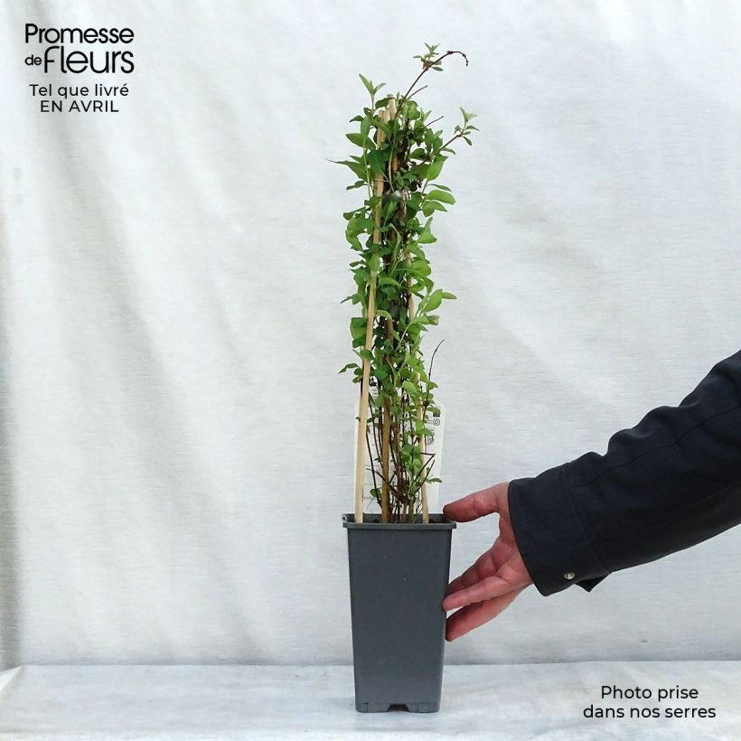 Exemplaar van Lonicera Gold Flame - Kamperfoelie Pot van 2 l/3 l zoals geleverd in de lente