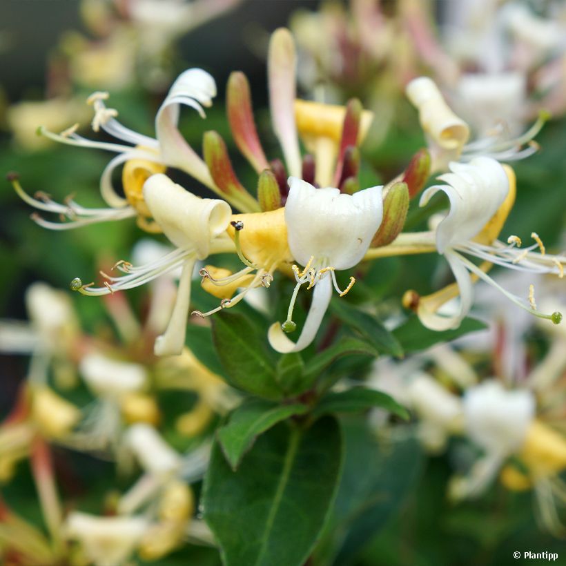 Lonicera Blond & Beyond - Kamperfoelie (Bloei)