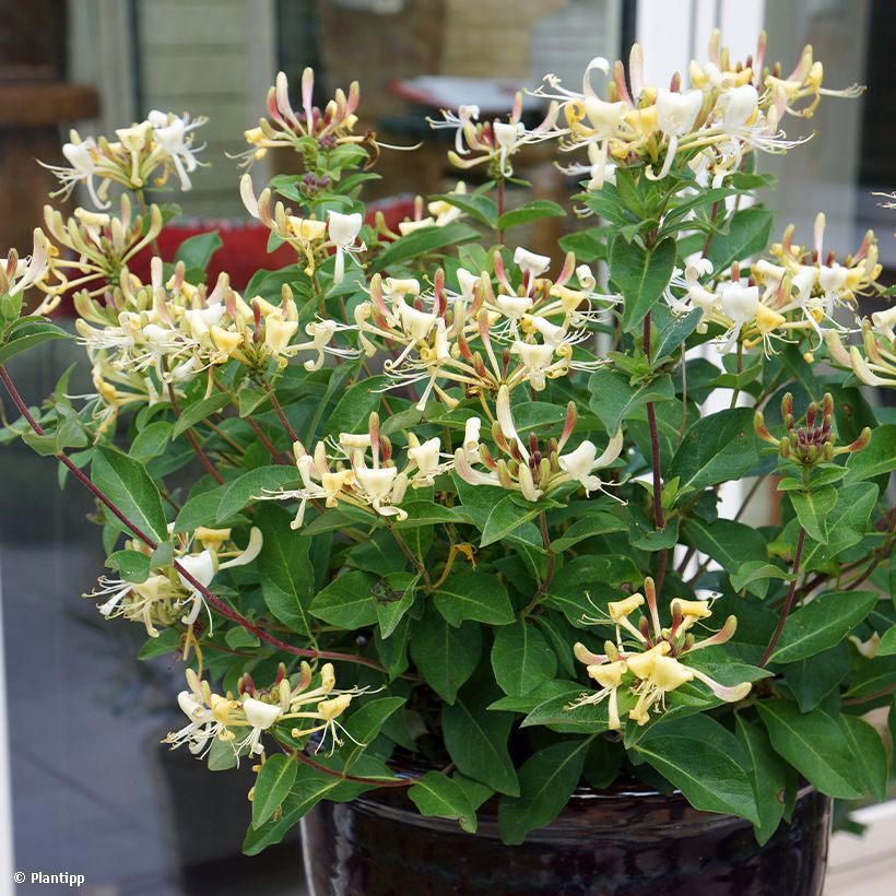 Lonicera Blond & Beyond - Kamperfoelie (Groeiplaats)