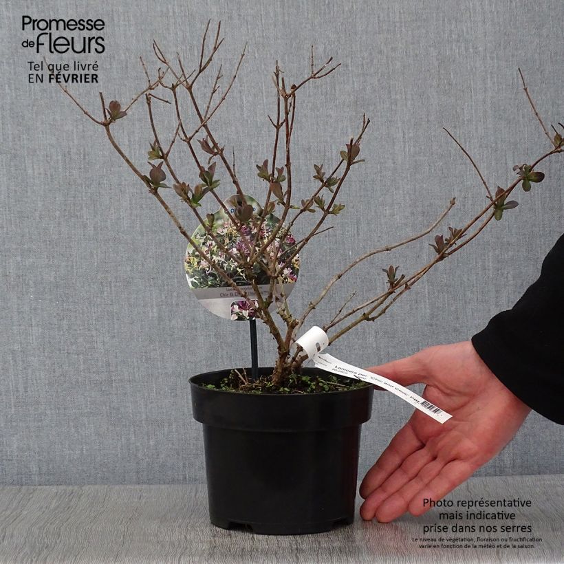 Example of Lonicera periclymenum Chic et Choc - Wilde kamperfoelie Pot van 2 l/3 l as you get in hiver