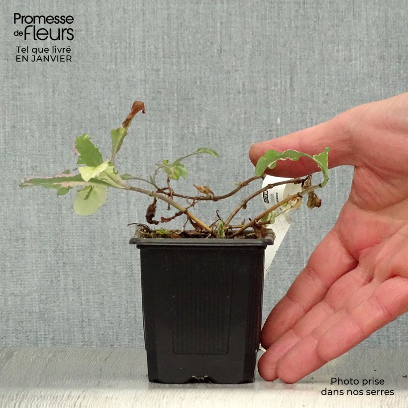 Example of Chèvrefeuille panaché - Lonicera x italica Harlequin Kweekpotje van 8/9 cm as you get in hiver