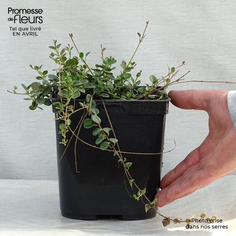 Exemplaar van Lonicera crassifolia Little Honey - Dwergkamperfoelie Pot van 2 l/3 l zoals geleverd in de lente