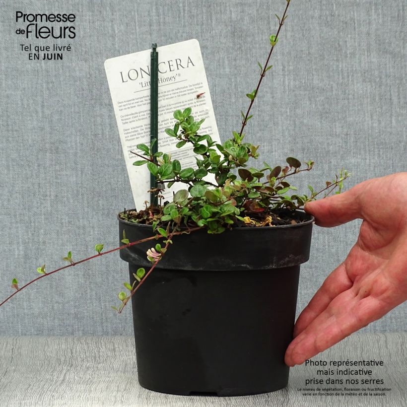 Exemplaar van Lonicera crassifolia Little Honey - Dwergkamperfoelie Pot van 2 l/3 l zoals geleverd in de zomer