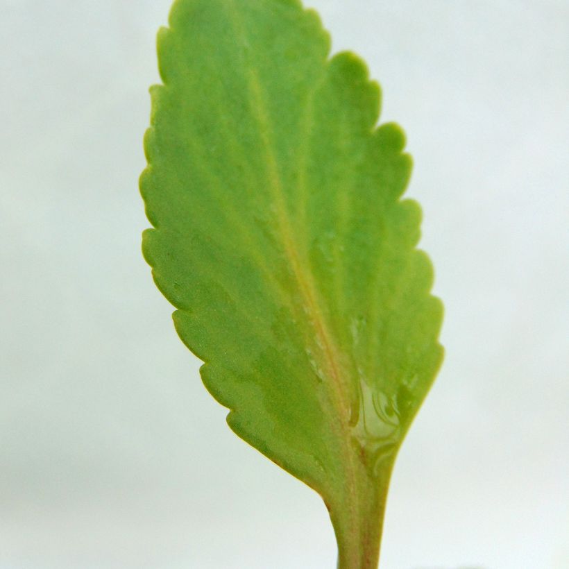 Chiastophyllum oppositifolium - Goudkorrel (Foliage)