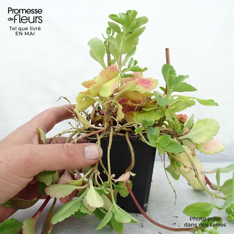 Exemplaar van Chiastophyllum oppositifolium - Goudkorrel Kweekpotje van 8/9 cm zoals geleverd in de lente