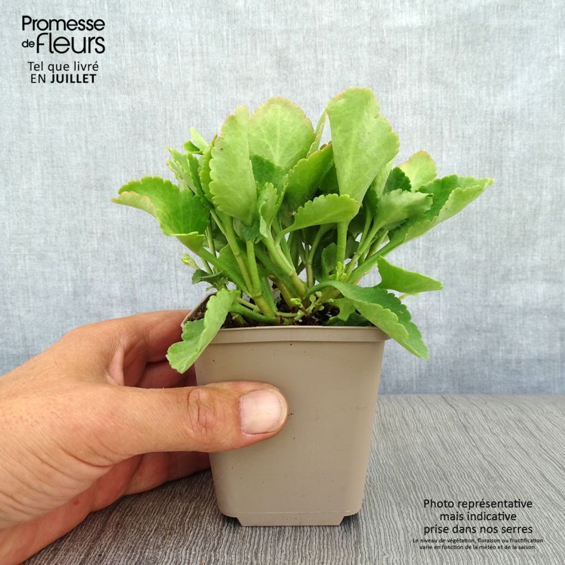 Exemplaar van Chiastophyllum oppositifolium - Goudkorrel Kweekpotje van 8/9 cm zoals geleverd in de zomer