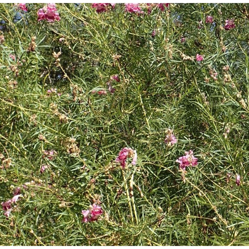 Chilopsis linearis - Woestijnwilg (Foliage)