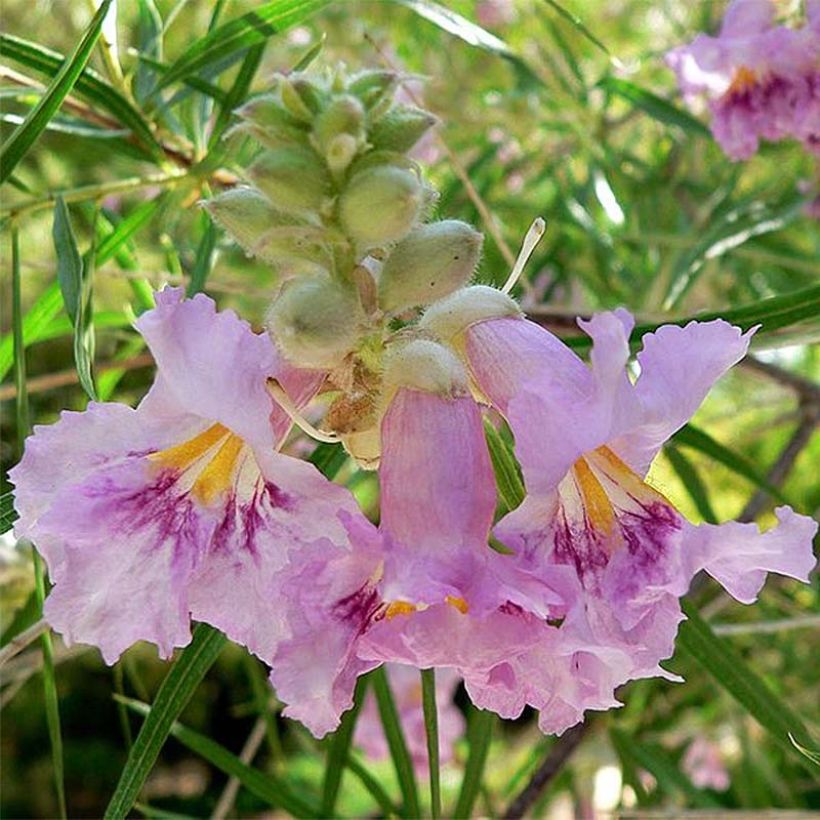 Chilopsis linearis - Woestijnwilg (Flowering)