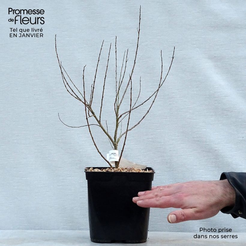 Example of Chilopsis linearis - Saule du désert Pot van 3 l/4 l as you get in hiver