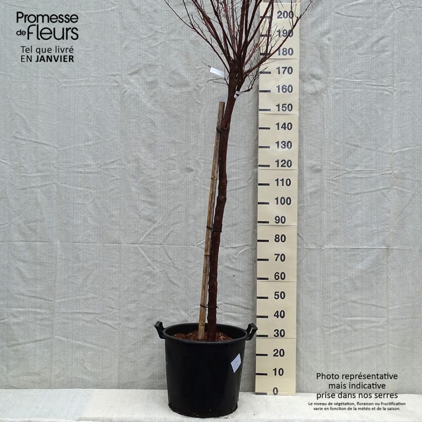 Example of Chilopsis linearis Burgundy Pot de 30L/35L as you get in hiver