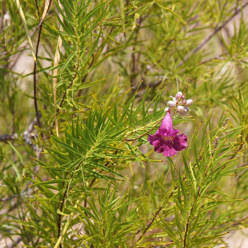 Chilopsis linearis Burgundy - Woestijnwilg (Blad)