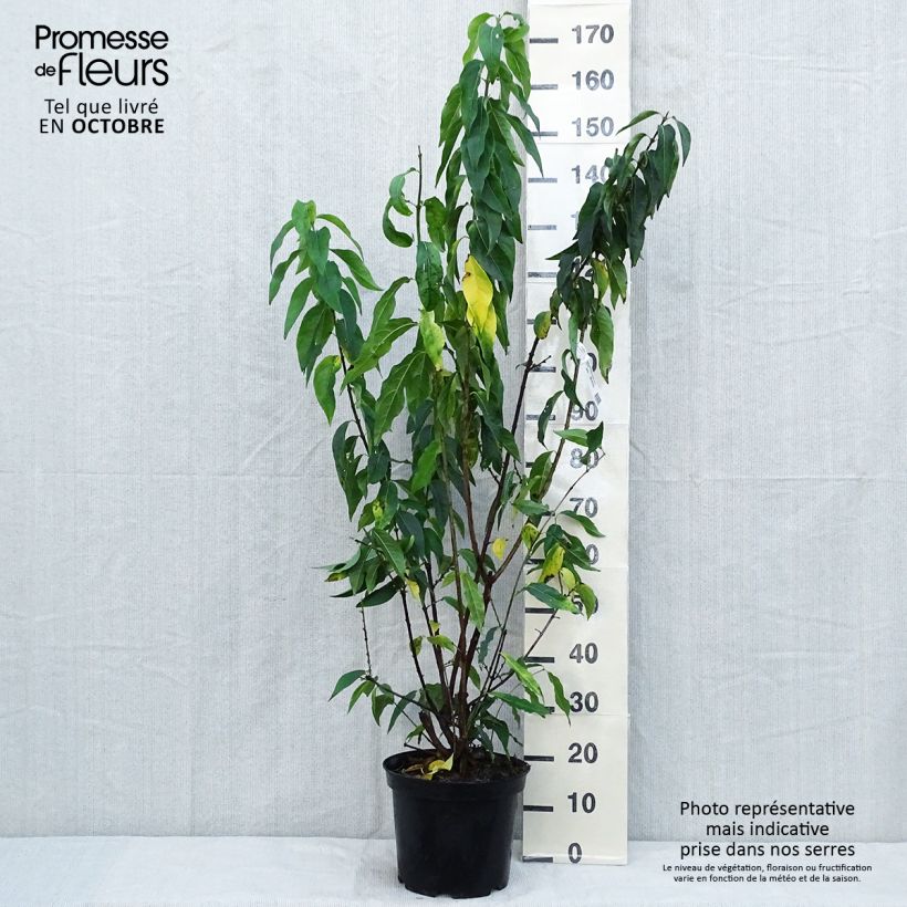Exemplaar van Chimonanthus praecox Grandiflorus - Meloenboompje Pot van 7,5 l/10 l zoals geleverd in de herfst