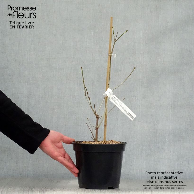 Example of Chimonanthus praecox Grandiflorus - Meloenboompje Pot van 4 l/5 l as you get in hiver