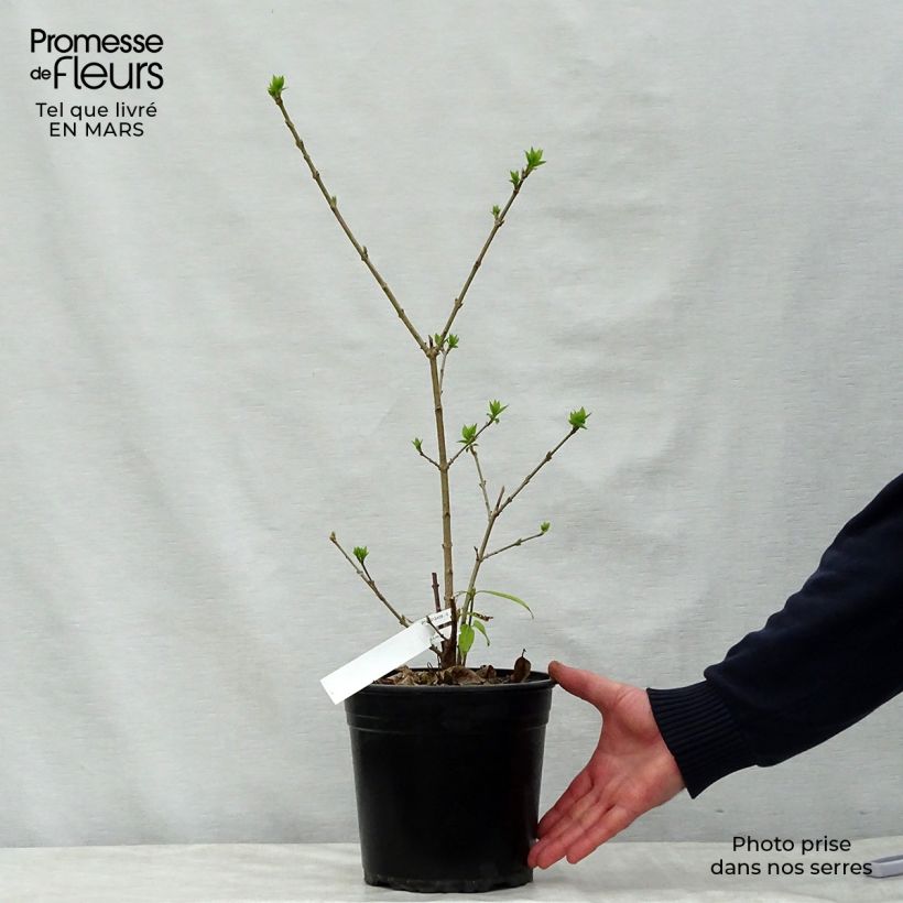 Exemplaar van Chimonanthus praecox Grandiflorus - Meloenboompje Pot van 4 l/5 l, Struik zoals geleverd in de lente