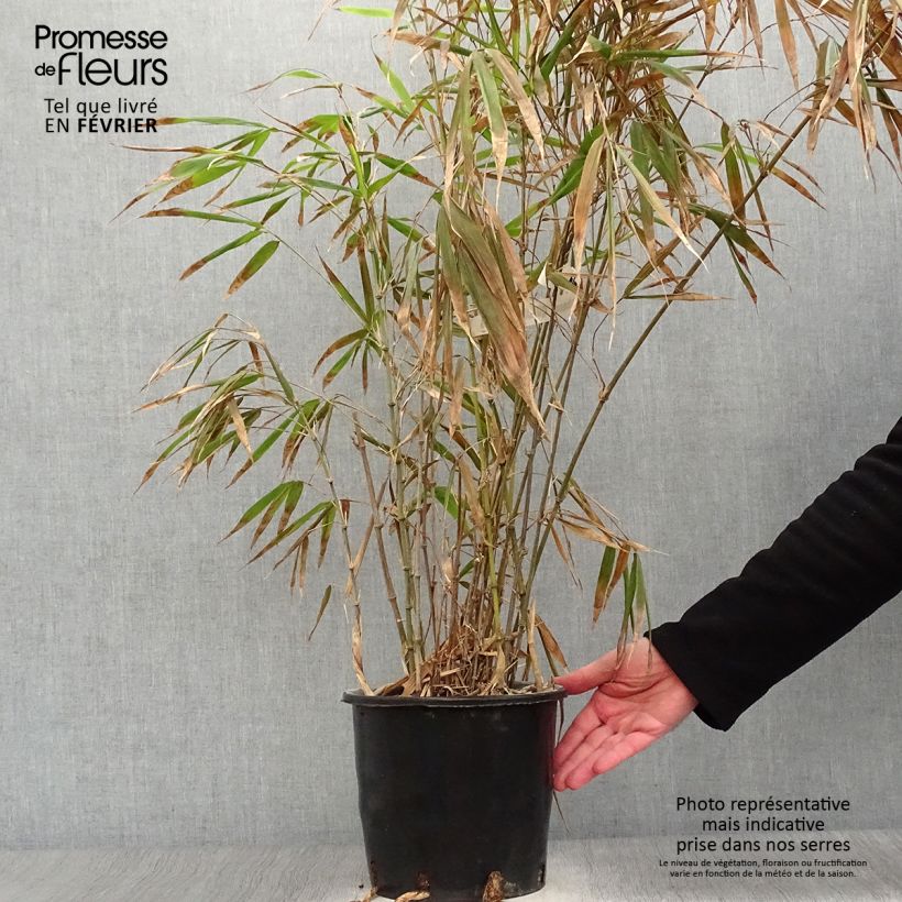 Example of Chimonobambusa quadrangularis - Bambou moyen Pot van 4 l/5 l as you get in hiver