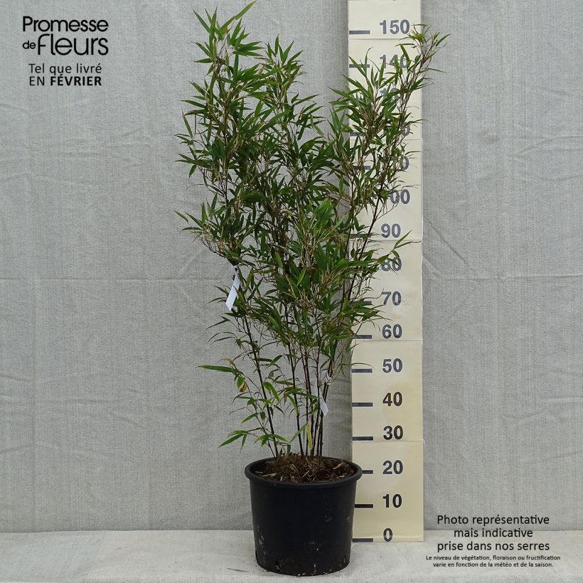 Example of Chimonobambusa tumidissinoda Macrophylla - Bambou moyen Pot van 12 l/15 l as you get in hiver