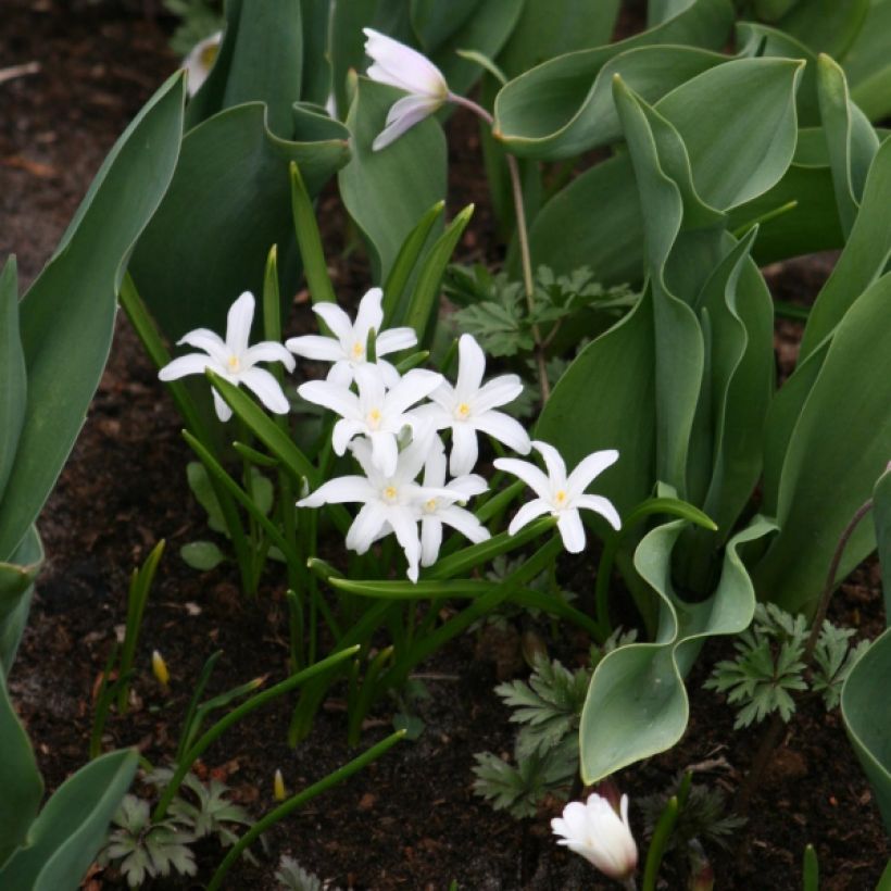 Chionodoxa luciliae Alba - Sneeuwroem (Plant habit)