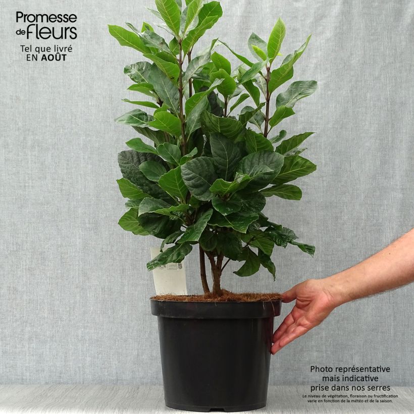 Exemplaar van Chionanthus virginicus - Sneeuwvlokkenboom Pot van 4 l/5 l zoals geleverd in de zomer