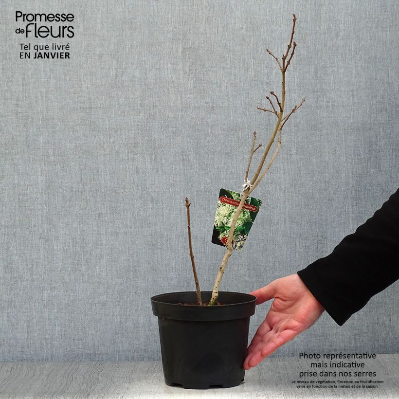 Example of Chionanthus virginicus - Arbre de neige Pot van 2 l/3 l as you get in hiver