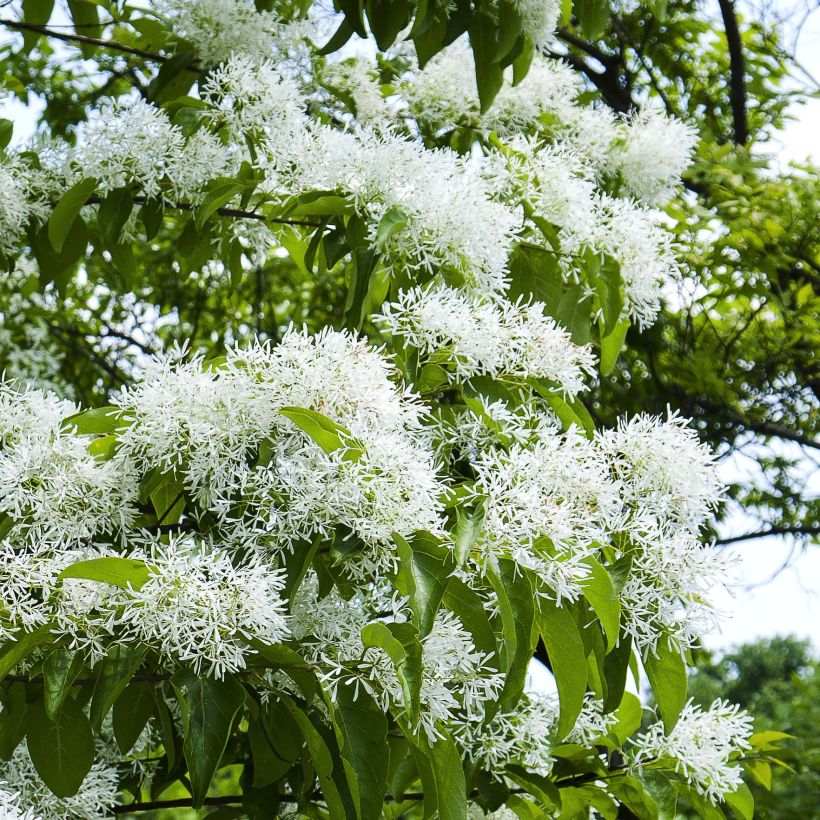 Chionanthus retusus - Chinese sneeuwvlokkenboom (Flowering)