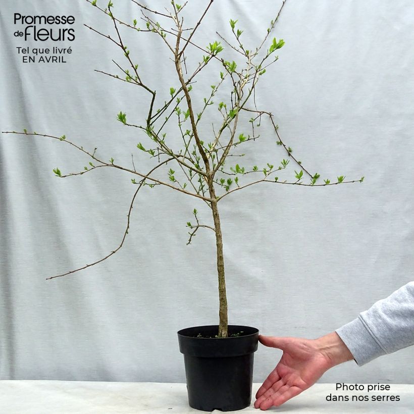 Exemplaar van Chionanthus retusus - Chinese sneeuwvlokkenboom Pot van 3 l/4 l zoals geleverd in de lente