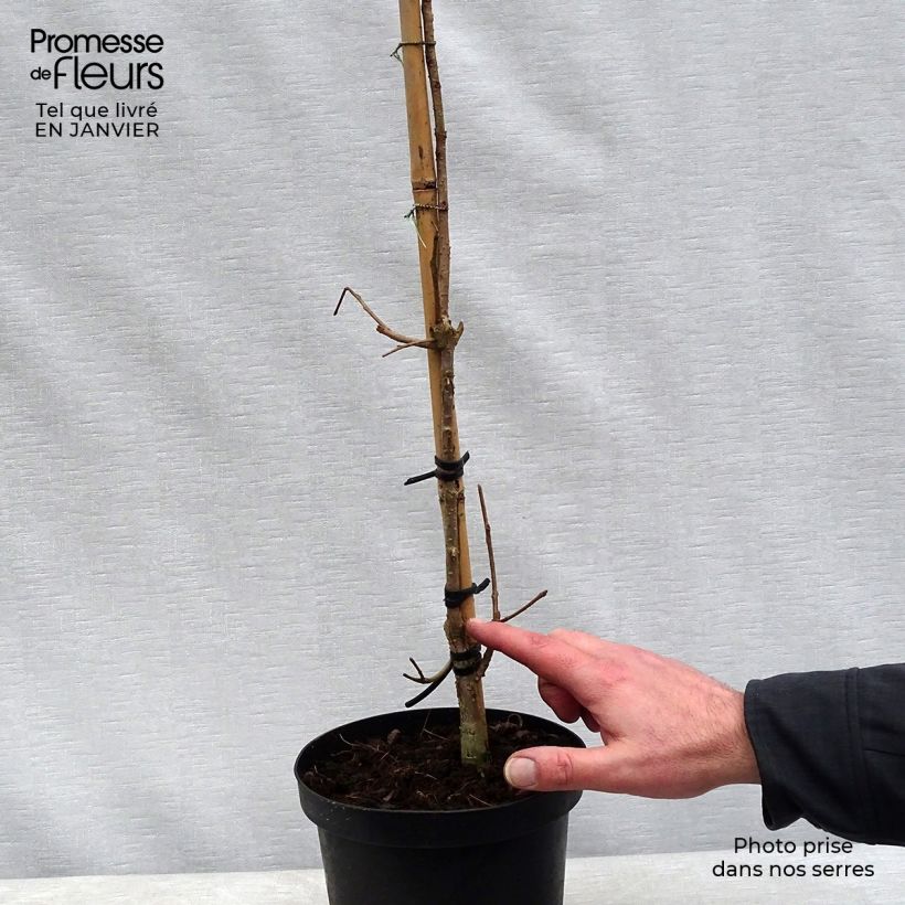 Example of Chionanthus retusus - Arbre de neige Pot van 3 l/4 l as you get in hiver