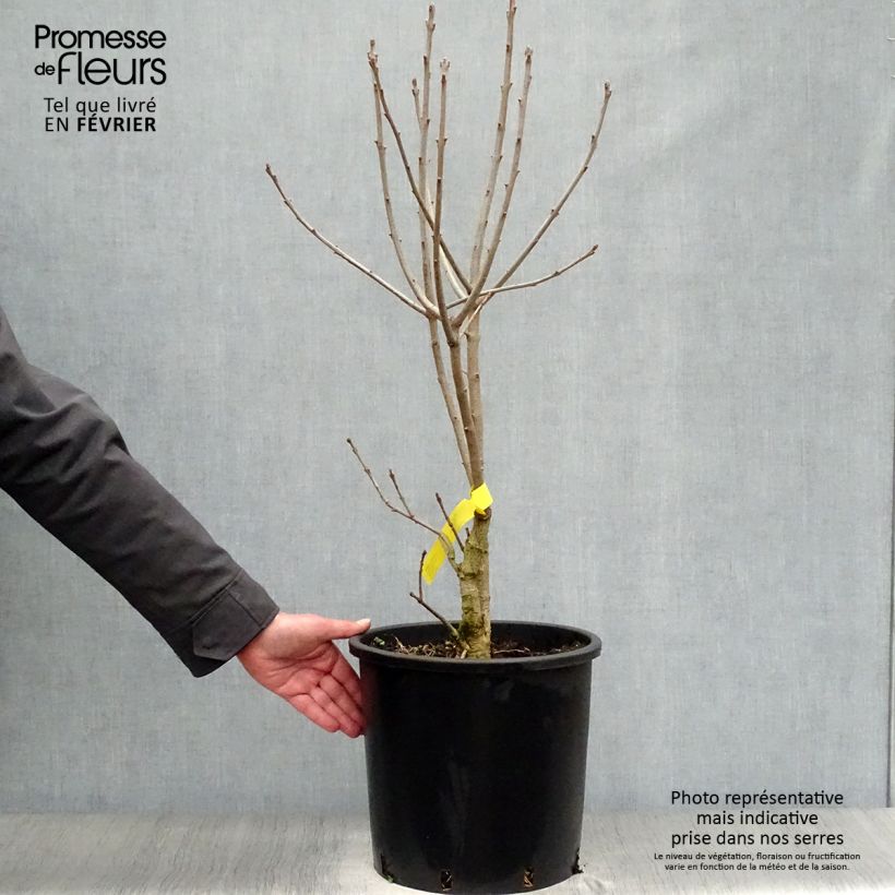 Example of Chionanthus virginicus - Arbre de neige Pot van 12 l/15 l as you get in hiver
