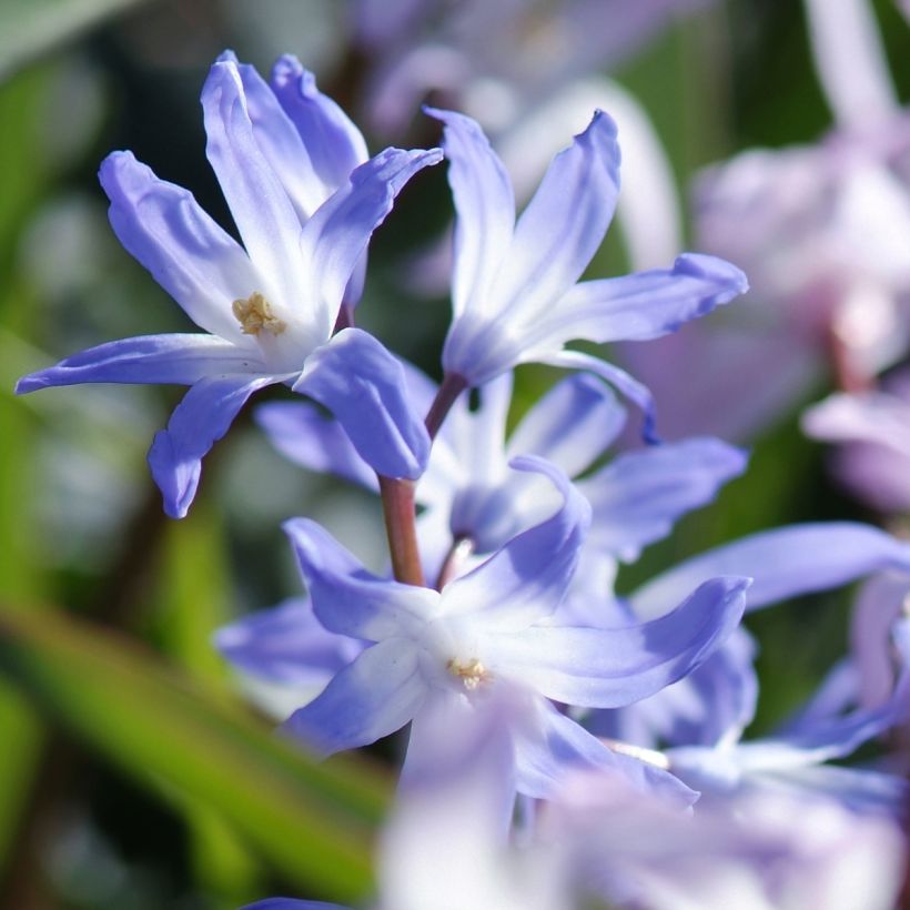 Chionodoxa forbesii Mix - Sneeuwroem (Bloei)