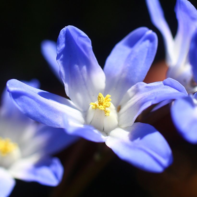 Chionodoxa forbesii Blue Giant - Sneeuwroem (Flowering)
