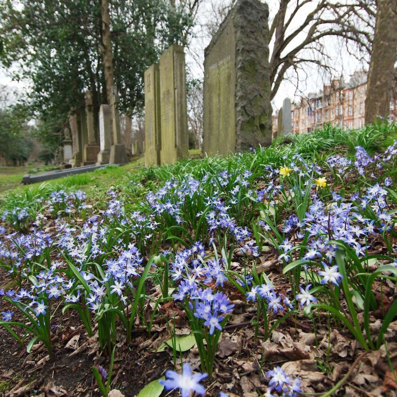 Chionodoxa forbesii - Sneeuwroem (Flowering)