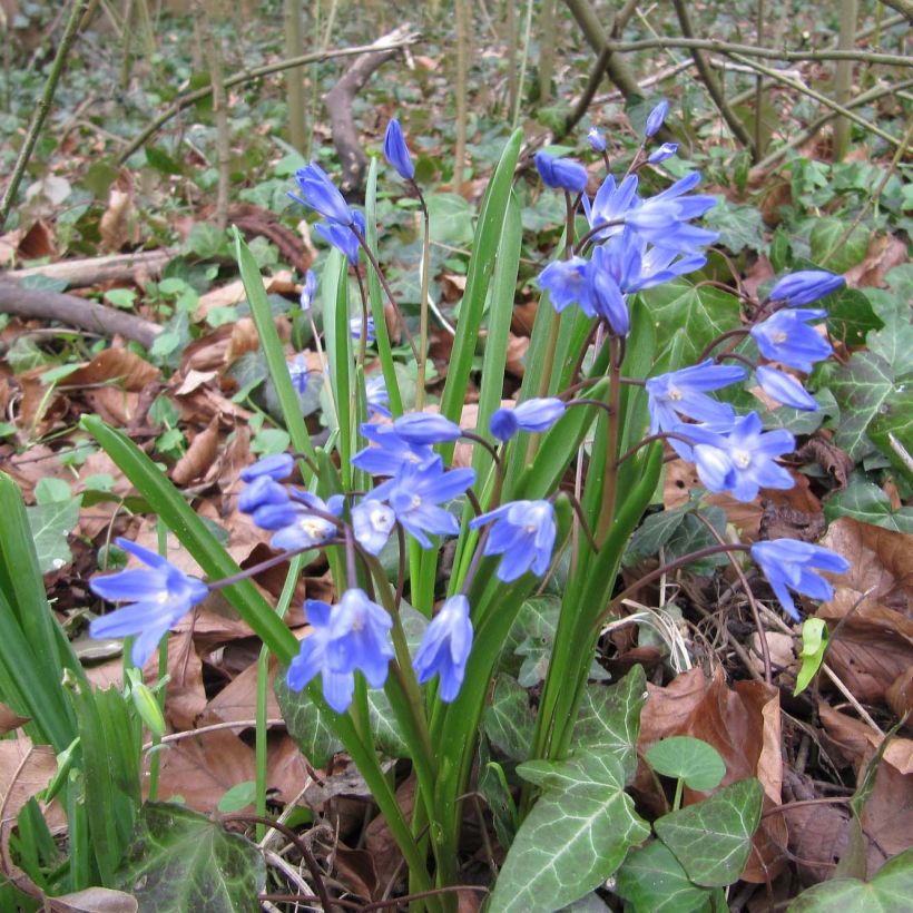 Chionodoxa forbesii - Sneeuwroem (Plant habit)