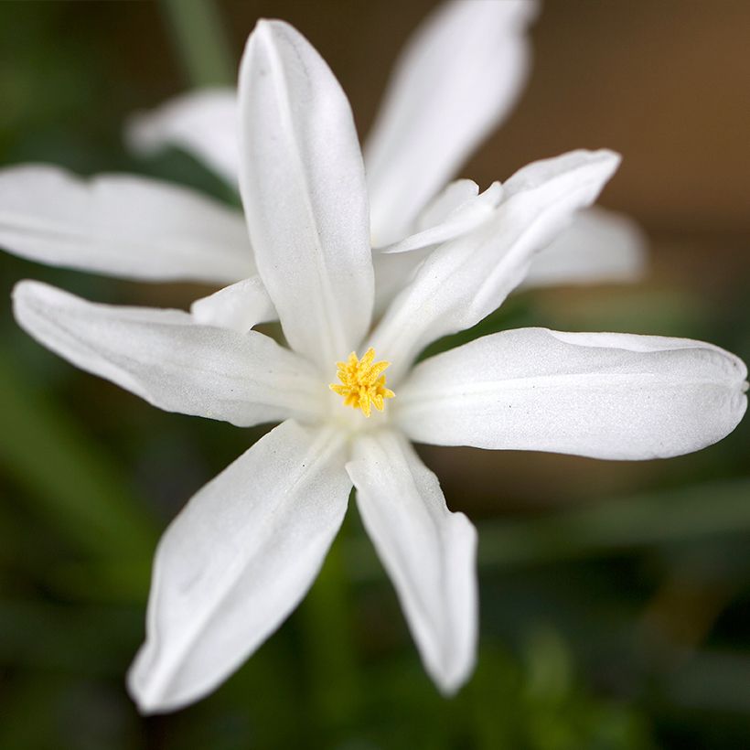 Chionodoxa luciliae Alba - Sneeuwroem (Flowering)