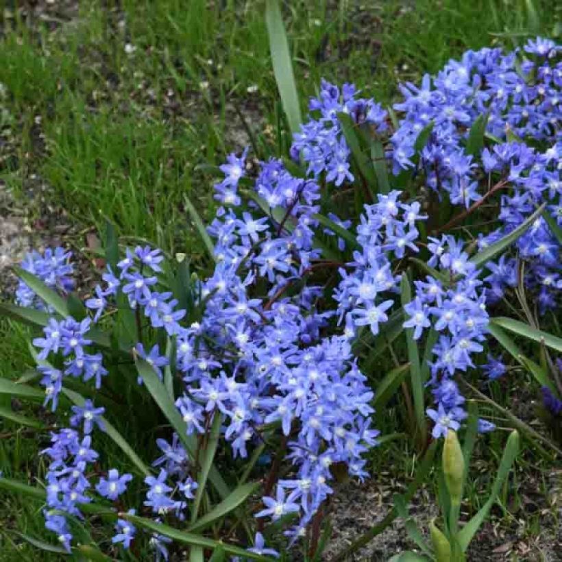 Chionodoxa sardensis - Sneeuwroem (Groeiplaats)