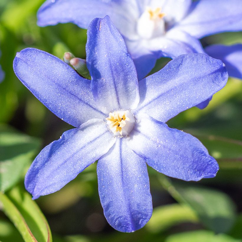 Chionodoxa sardensis - Sneeuwroem (Bloei)