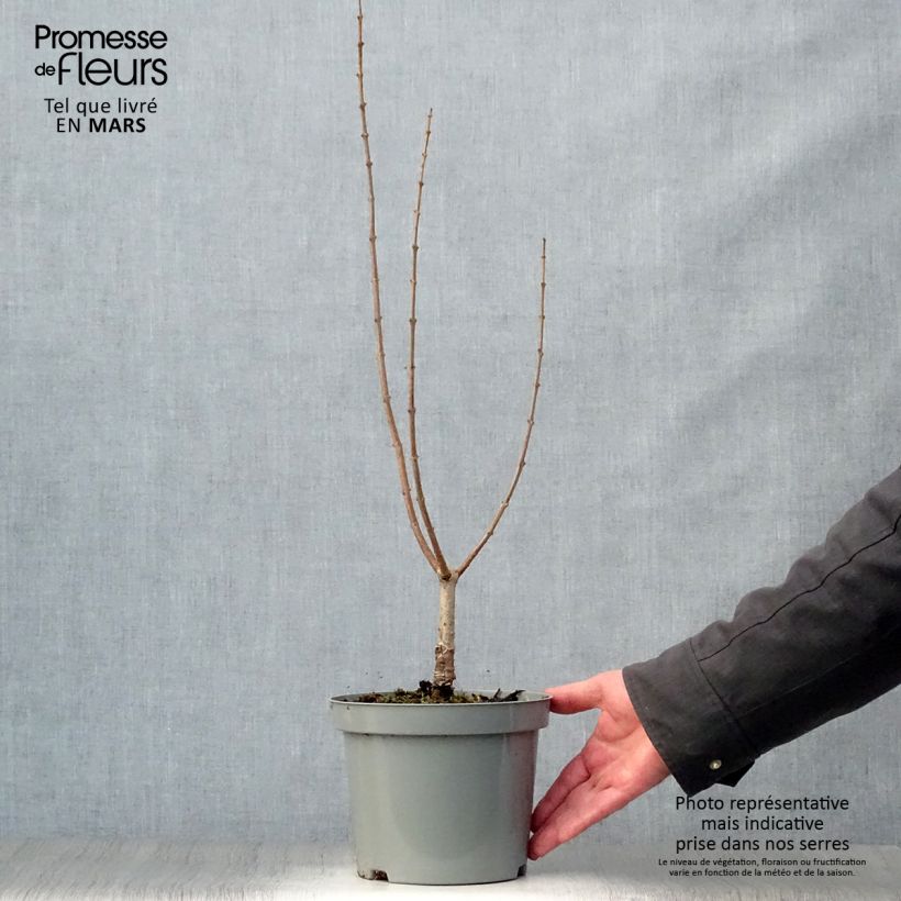 Example of Chitalpa tashkentensis Pot van 2 l/3 l as you get in printemps